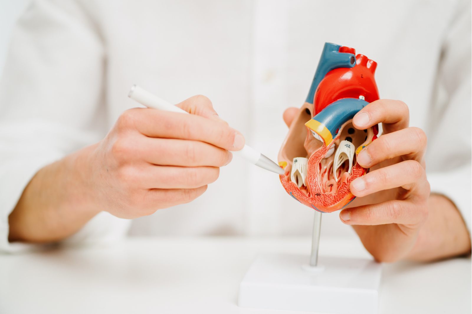 Eine Person in einem weißen Hemd zeigt mit einem Stift auf die innere Struktur eines menschlichen Herzmodells und demonstriert so anatomische Details.