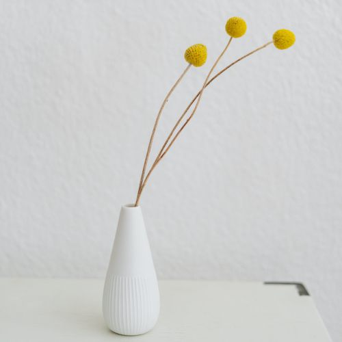 In einer kleinen weißen Vase befinden sich drei lange, dünne Stiele mit runden gelben Blüten vor einem schlichten weißen Hintergrund.